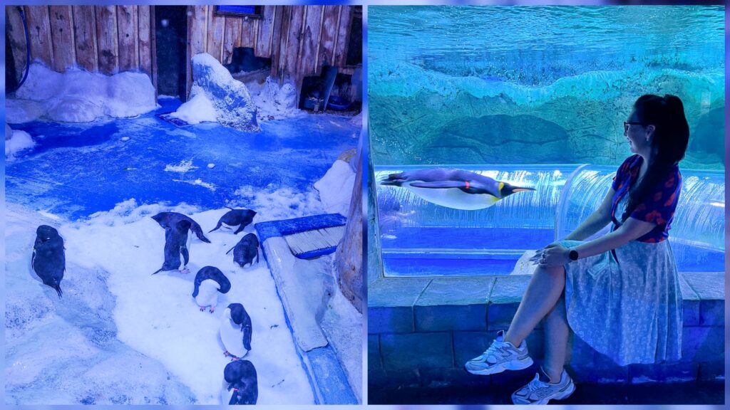 Penguin area at The Sea Shell aquarium in VinWonders Phu Quoc