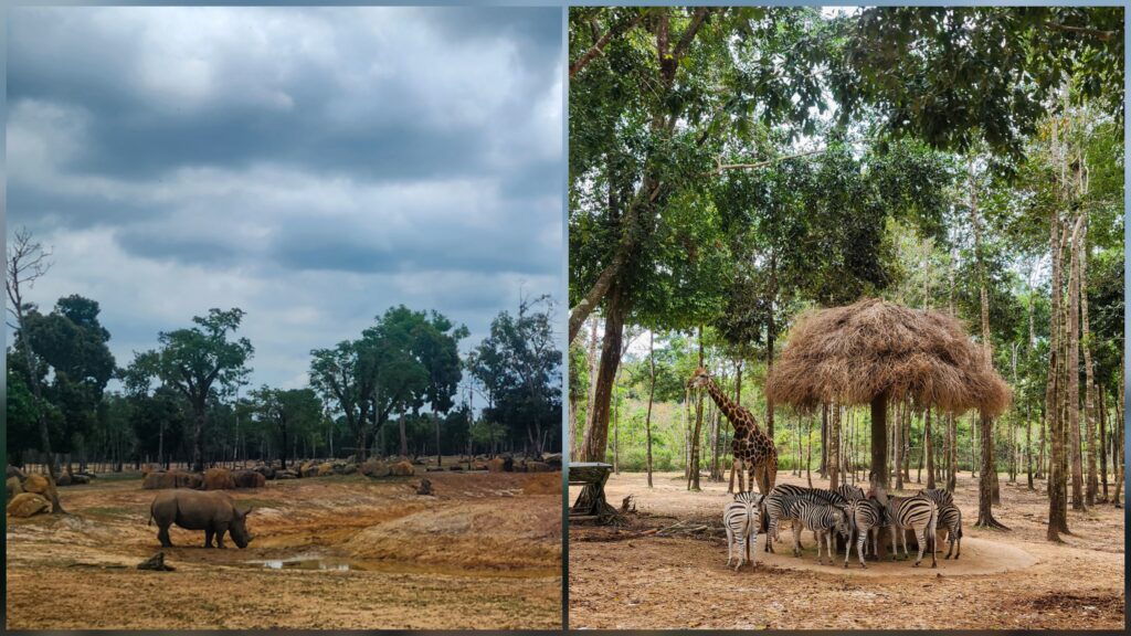 Vinpearl Safari Phu Quoc photo collage with animals and family areas