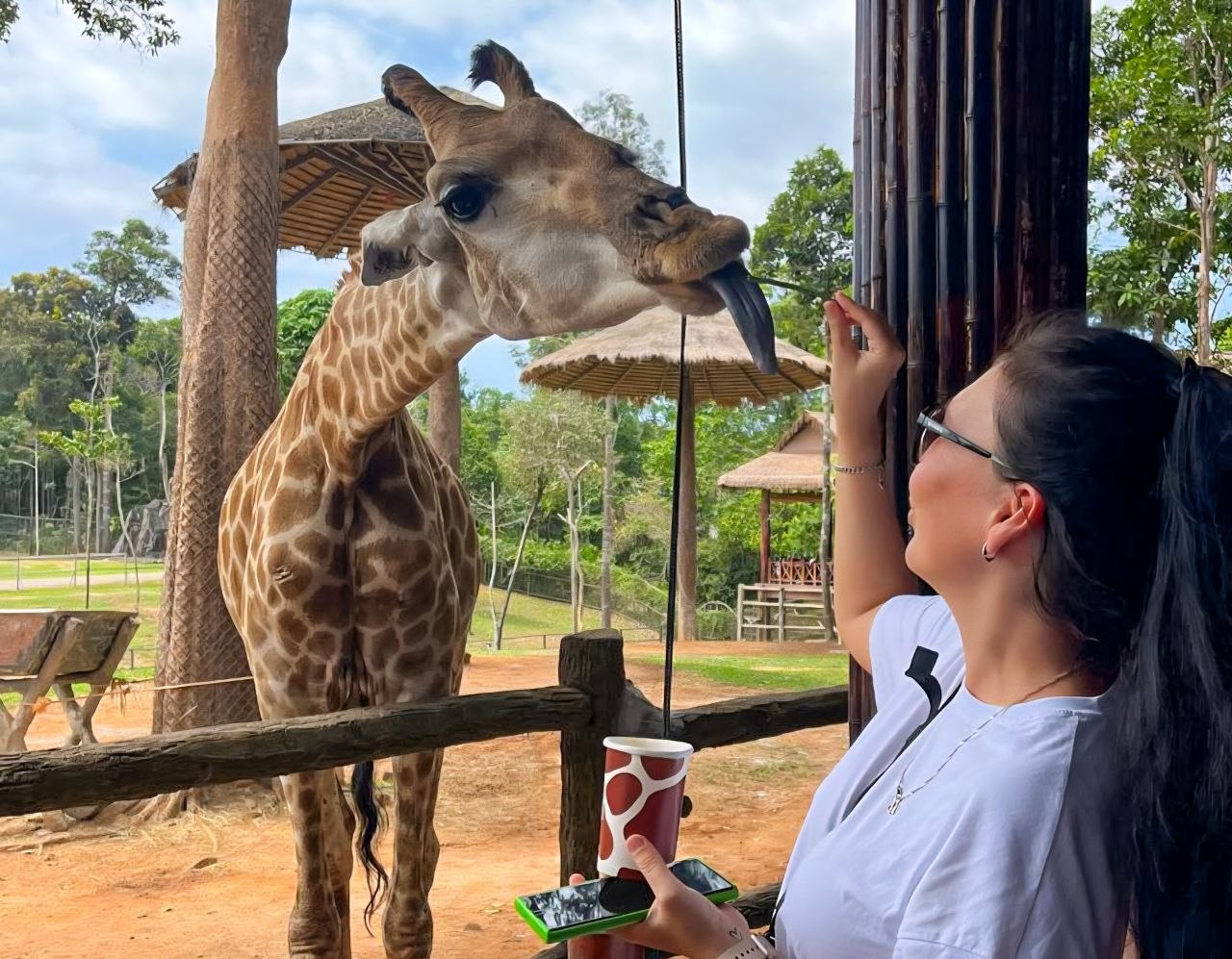 Phu Quoc without a scooter itinerary with giraffe feeding at Vinpearl Safari