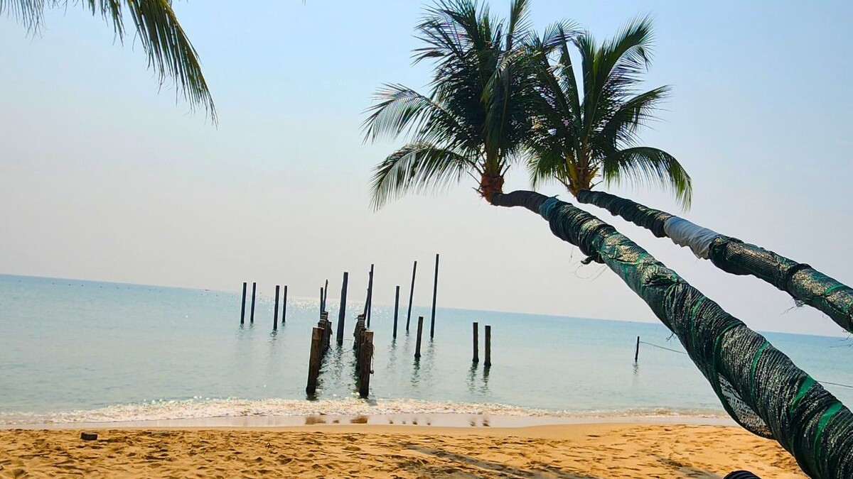 Palm trees with trunks wrapped in green netting leaning out over the sea, with old wooden posts standing in the shallow water at Airplane Beach, Phu Quoc