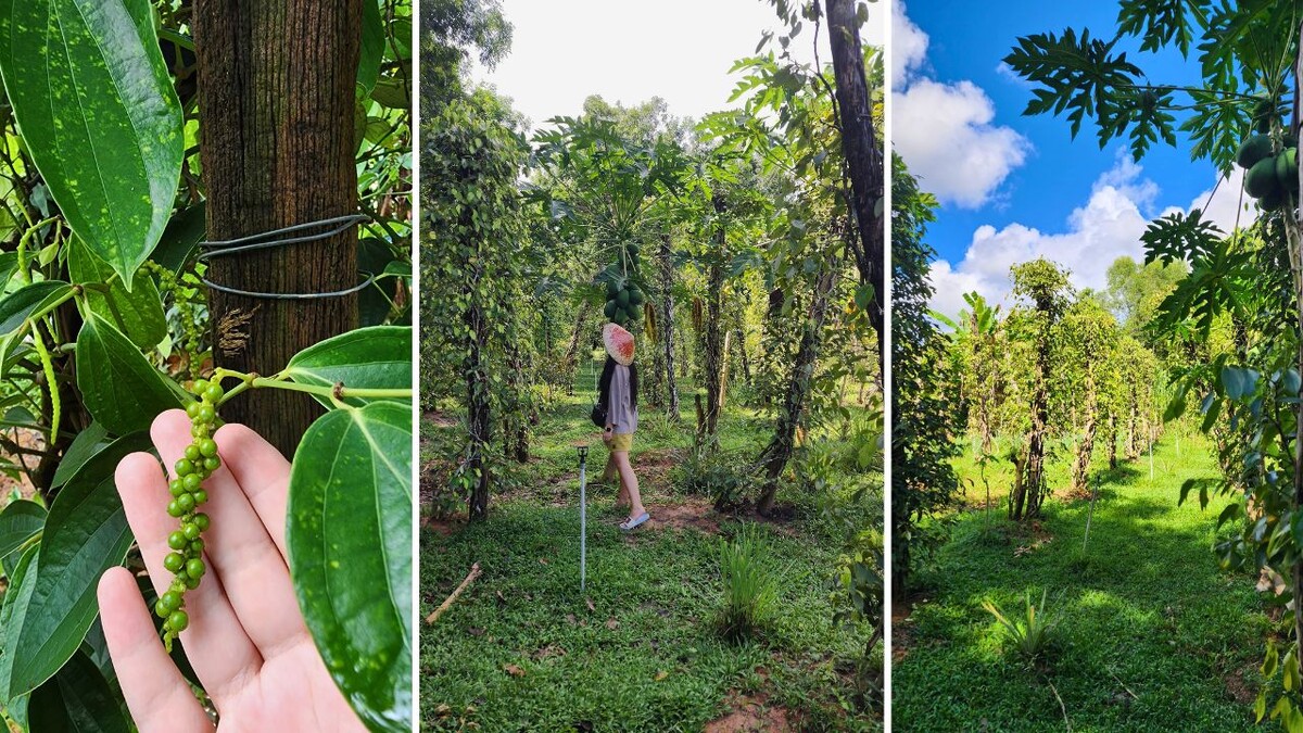 Collage showing a hand holding a cluster of green peppercorns on the vine, a visitor walking between rows of pepper vines and papaya trees, and a green row of pepper plants under blue sky on Phu Quoc