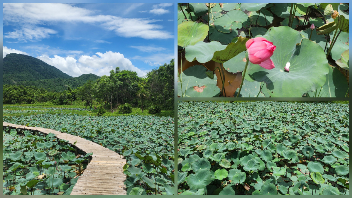 Lotus flowers and green hills near the visitor area at My Son