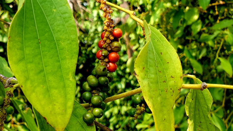 Kampot Pepper Cambodia: Why It’s Famous, Types & Plantation Guide