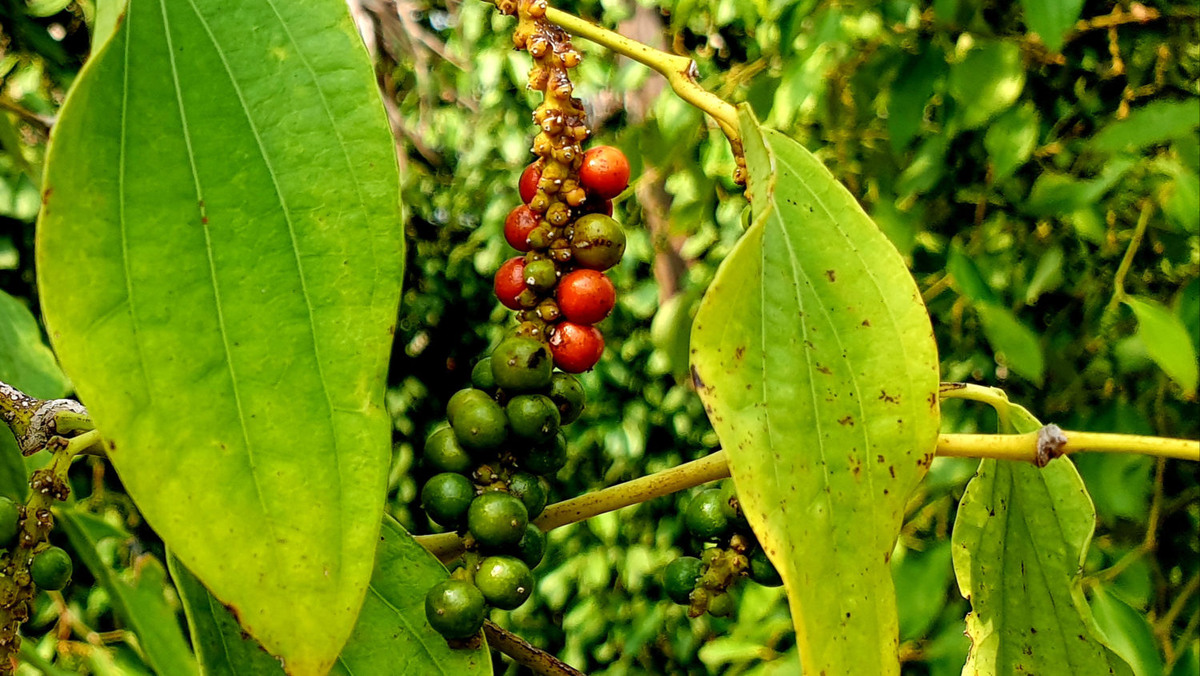 Kampot Pepper Cambodia: Why It’s Famous, Types & Plantation Guide